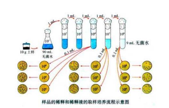 什么是微生物梯度稀釋?zhuān)课⑸锾荻认♂層?jì)算公式(圖1)